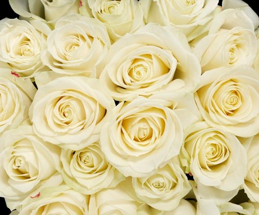 Baltos rožės