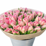 Pilnavidurės bijūninės rožinės tulpės