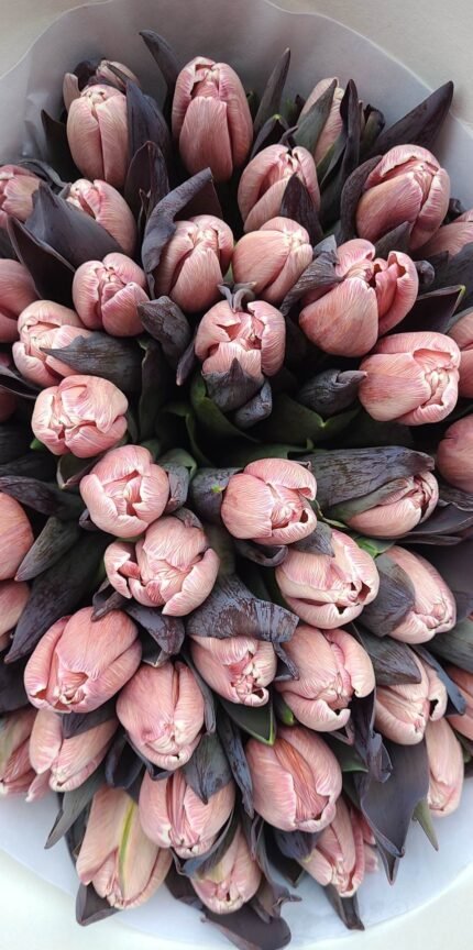 Kapučino tulpės
