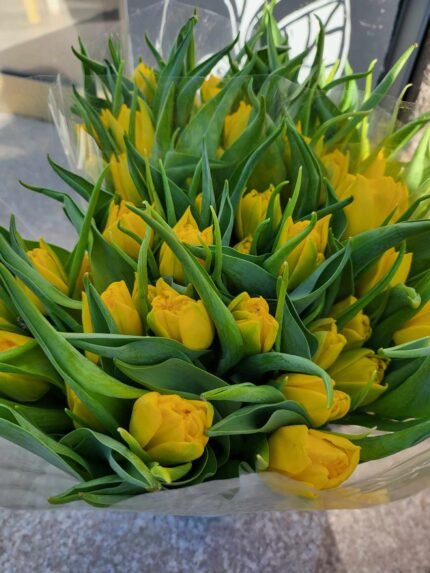 geltonos tulpes