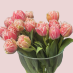 Eksliuzyvinės pilnavidurės tulpės