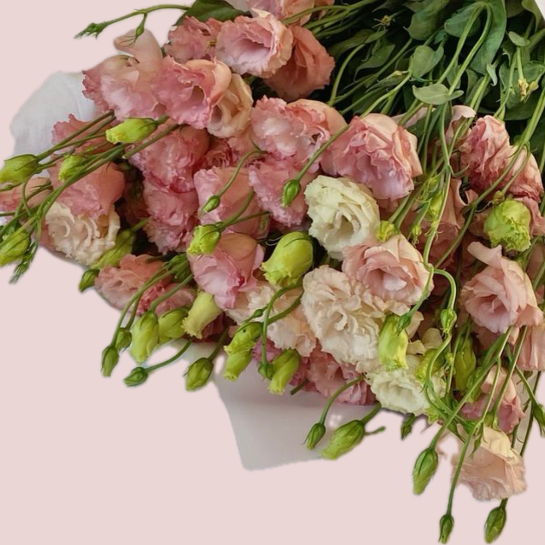 3c8f7221-f6b9-492c-9186-9e852c2b5289 Eustoma - Image 1