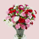 Daugiažiedžiai gvazdikai