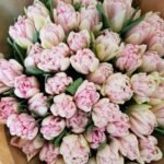 Pilnavidures tulpes ,,Cotton candy”