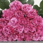 Bijūninė ekvadorinė rožė "Country Blues"