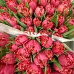 Pilnavidures Karališkos tulpės