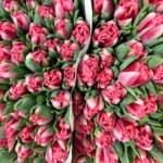 Pilnavidures bijūninės rausvos tulpės