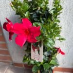 Sodo gėlė - Mandevilla