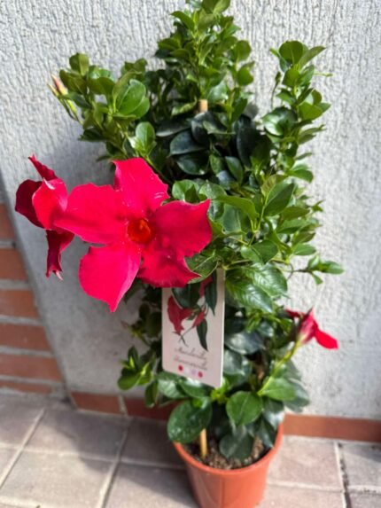 Sodo gėlė - Mandevilla