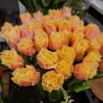 Tulpės - Queensland