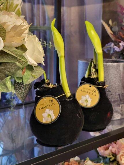 Vaškuoti amariliai - barhatiniai