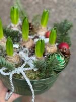 Hiacintai „Maža žiemos istorija“ - Image 2