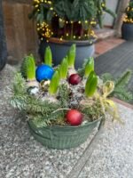 Hiacintai „Maža žiemos istorija“ - Image 3