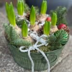 Hiacintai „Maža žiemos istorija“