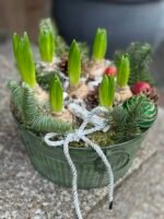 Hiacintai „Maža žiemos istorija“