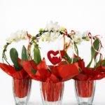 Kompozicija - Orchidėjos šokis - raudona