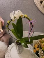 Kompozicija - Orchidėjos šokis - balta - Image 2