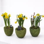 Gėlių kompozicija „Pavasario saulė“