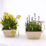 Gėlių kompozicija „Pavasario pieva“