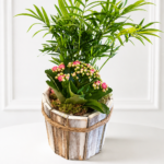 Vazoninių gėlių kompozicija „Žalumos jaukumas“